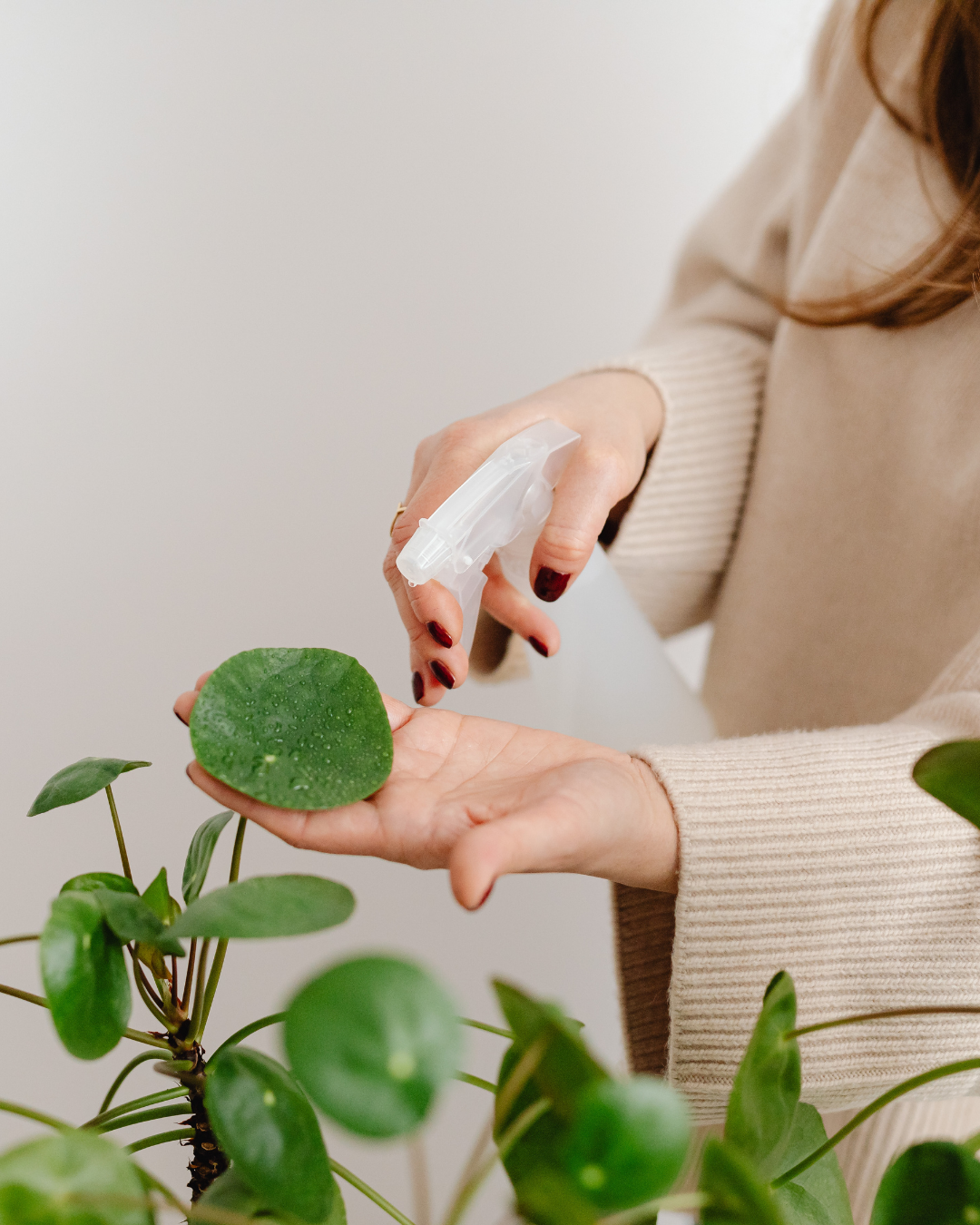 Home Garden & Plant Care